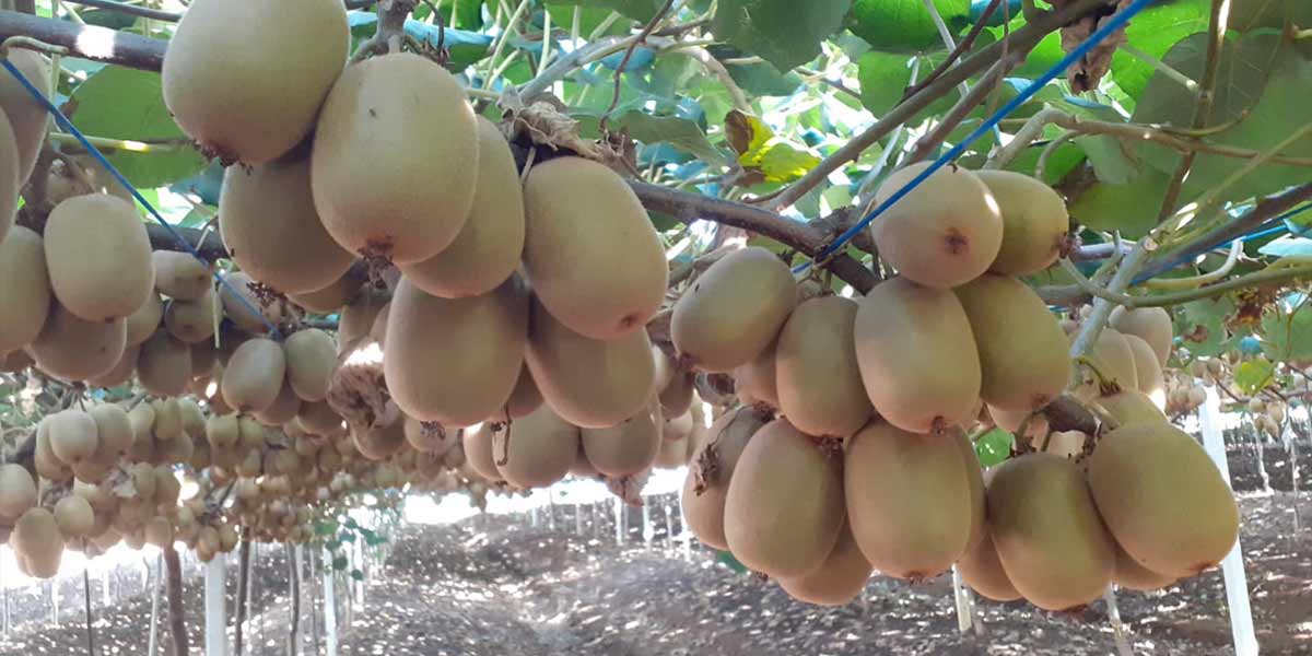 Kiwi giallo e mirtillo gigante sono le nostre nuove “dive”
